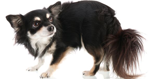 Grooming the Fearful Dog